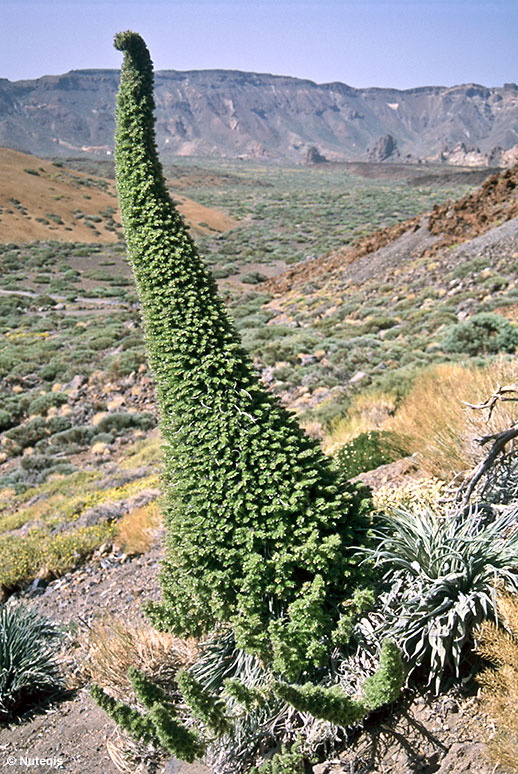 Teneryfa, ciekawe rośliny w Parku Narodowym Teide