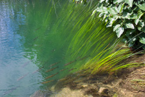 Chorwacja, czysta woda w Krka