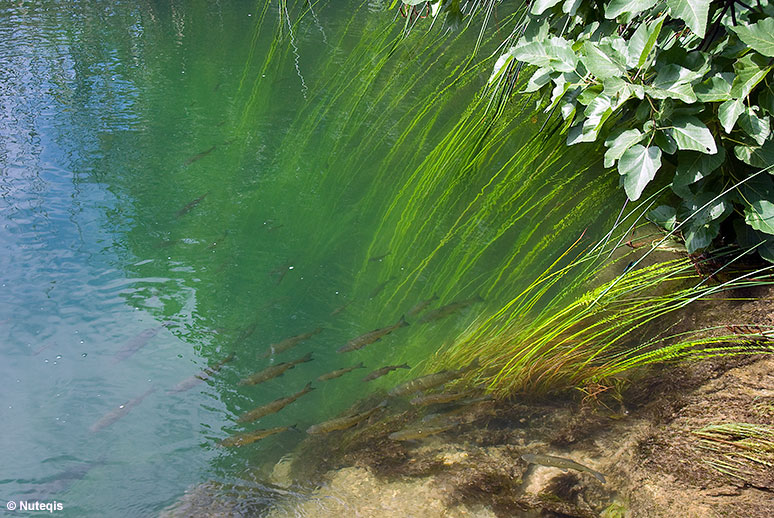 Chorwacja, czysta woda w Krka