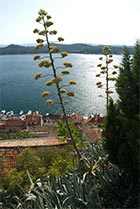Chorwacja, agawa w Szybeniku