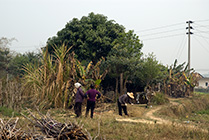 Chiny, Hakka - prace polowe