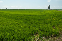 Katalonia, delta rzeki Ebro - jak okiem sięgnąć pola ryżu