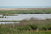 Delta rzeki Ebro - flamingi na rozlewiskach