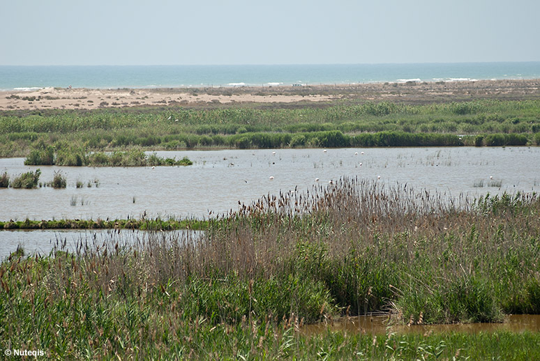 Delta rzeki Ebro, flamingi na rozlewiskach