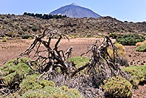 Teneryfa, Teide widziany z płaskowyżu