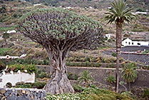 Teneryfa, smocze drzewo i palma w Icod de Los Vinos