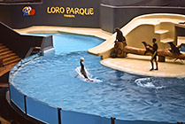 Teneryfa, tresura lwów morskich w Loro Parque