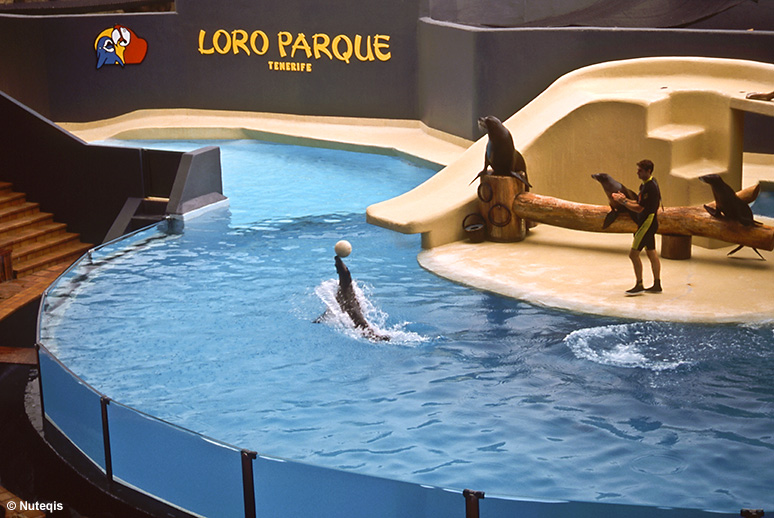 Teneryfa, tresura lwów morskich w Loro Parque