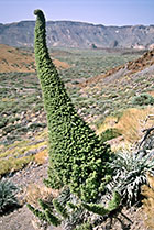 Teneryfa, ciekawe rośliny w Parku Narodowym Teide