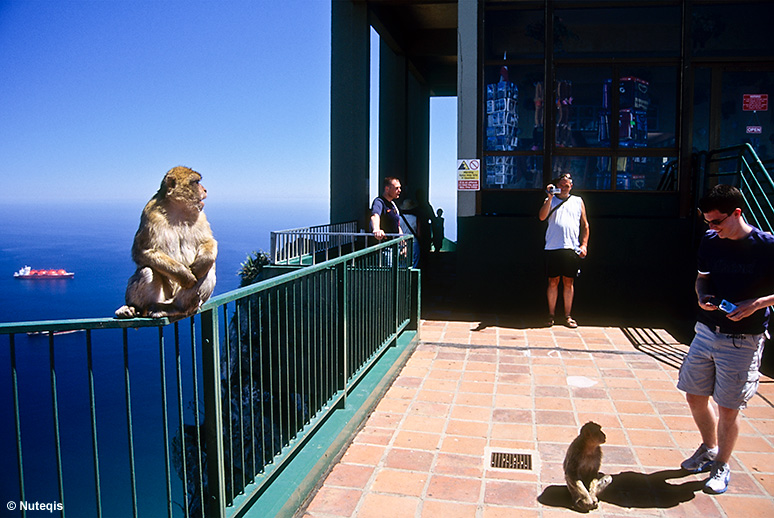 Magoty na szczycie Skały Gibraltarskiej - The Rock