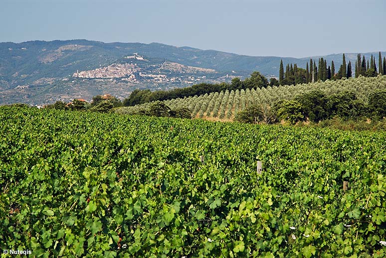 Toskania, Cortona - miasto na stoku Val di Chiany