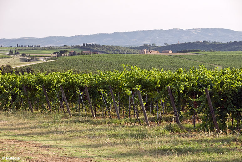 Okolice Montalcino, winnice Brunello