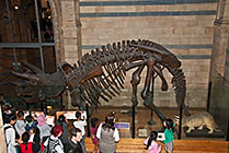 Londyn, szkielet dinozaura w Muzeum Historii Naturalnej