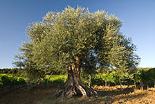 Toskania (k.Montalcino) - stare drzewo oliwne w winnicy