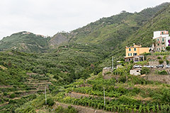 Corniglia miniatura